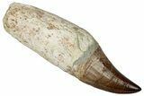 Fossil Rooted Mosasaur (Mosasaurus?) Tooth - Morocco #336375-1